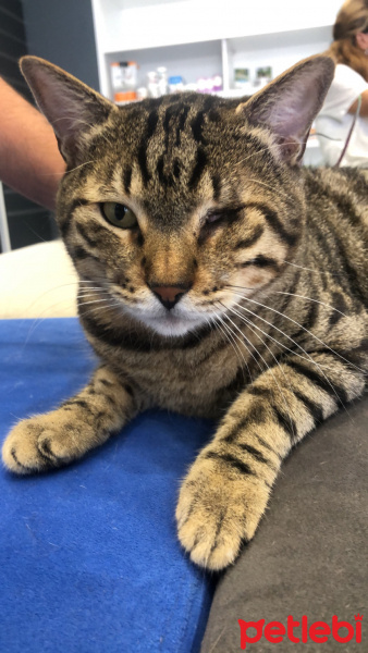 Tekir Kedi, Kedi  oscar fotoğrafı