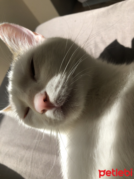 Tekir Kedi, Kedi  oscar fotoğrafı