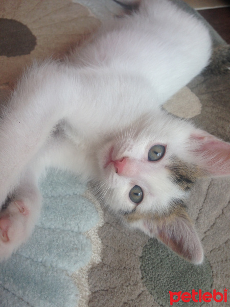 Tekir Kedi, Kedi  Oğluş fotoğrafı