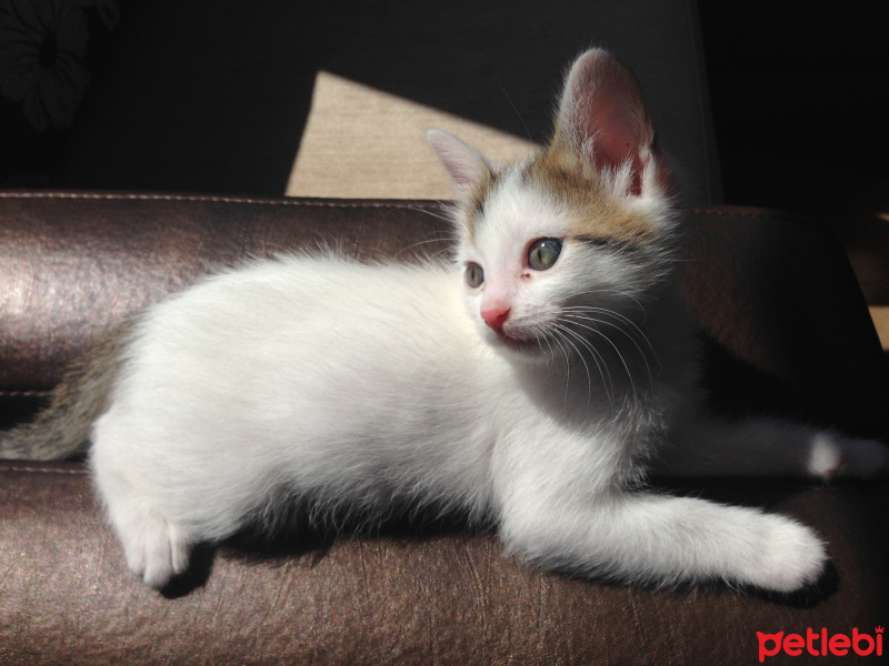 Tekir Kedi, Kedi  Oğluş fotoğrafı