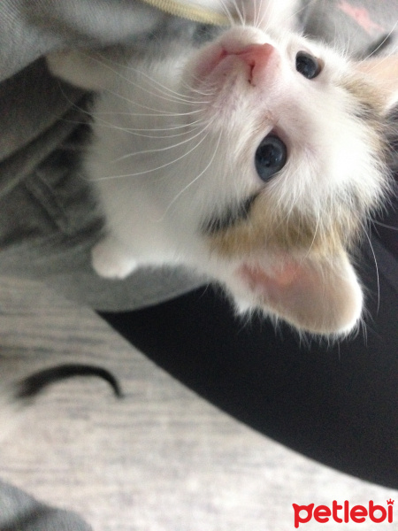 Tekir Kedi, Kedi  Oğluş fotoğrafı