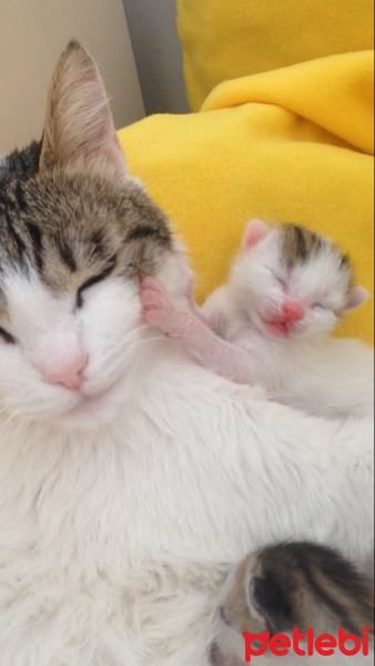 Tekir Kedi, Kedi  Oğluş fotoğrafı