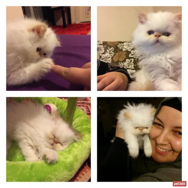 İran Kedisi (Persian), Kedi  yumoş fotoğrafı