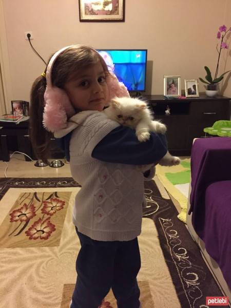 İran Kedisi (Persian), Kedi  yumoş fotoğrafı