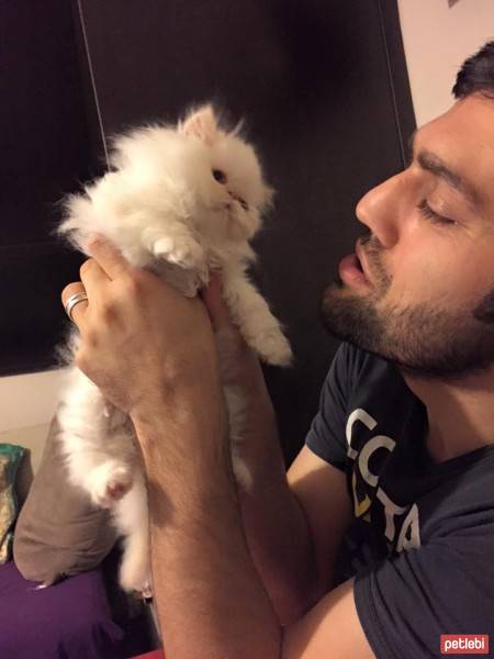 İran Kedisi (Persian), Kedi  yumoş fotoğrafı