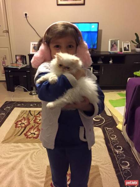 İran Kedisi (Persian), Kedi  yumoş fotoğrafı