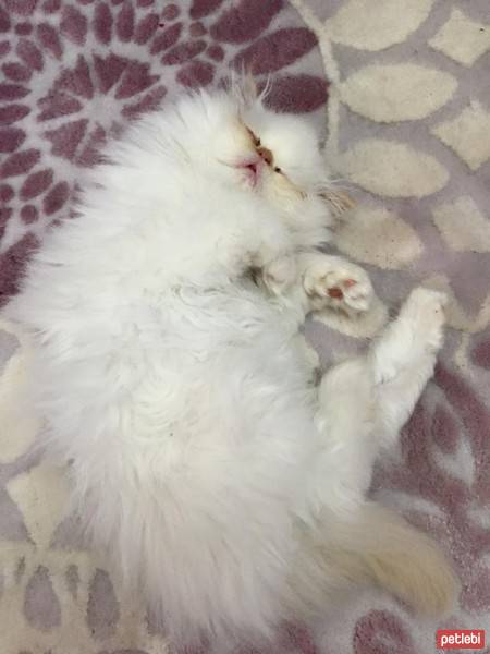 İran Kedisi (Persian), Kedi  yumoş fotoğrafı