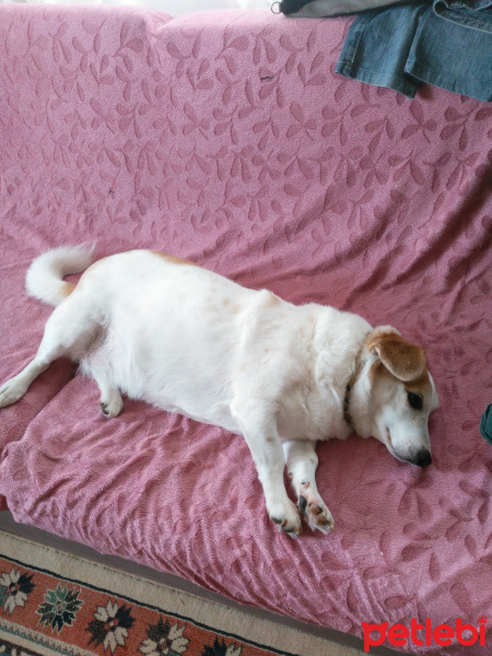 Jack Russell Terrier, Köpek  Şans fotoğrafı