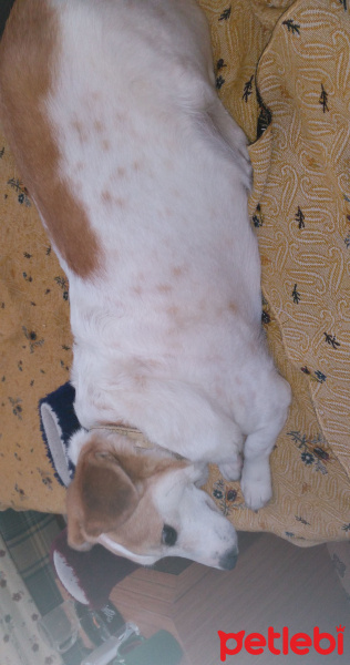Jack Russell Terrier, Köpek  Şans fotoğrafı