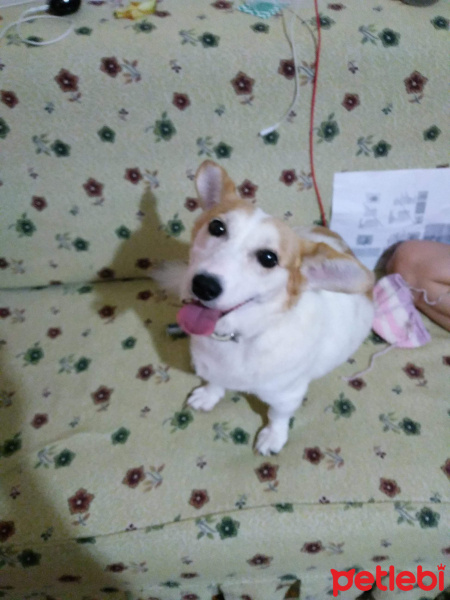 Jack Russell Terrier, Köpek  Şans fotoğrafı
