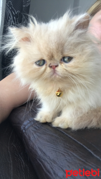 İran Kedisi (Persian), Kedi  Gofret fotoğrafı