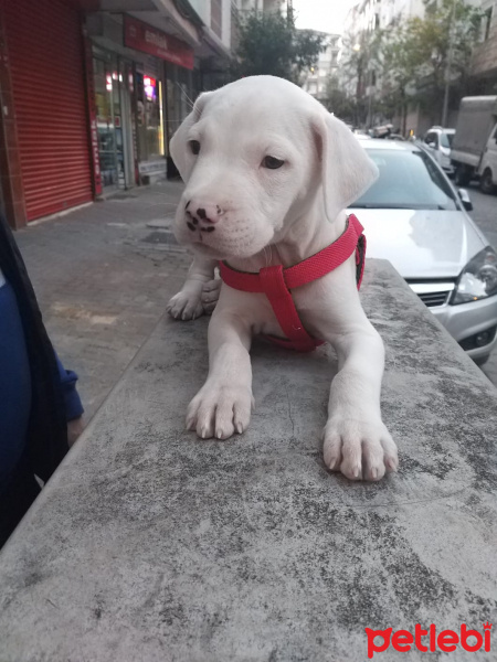 Dogo Arjantin, Köpek  Ares fotoğrafı