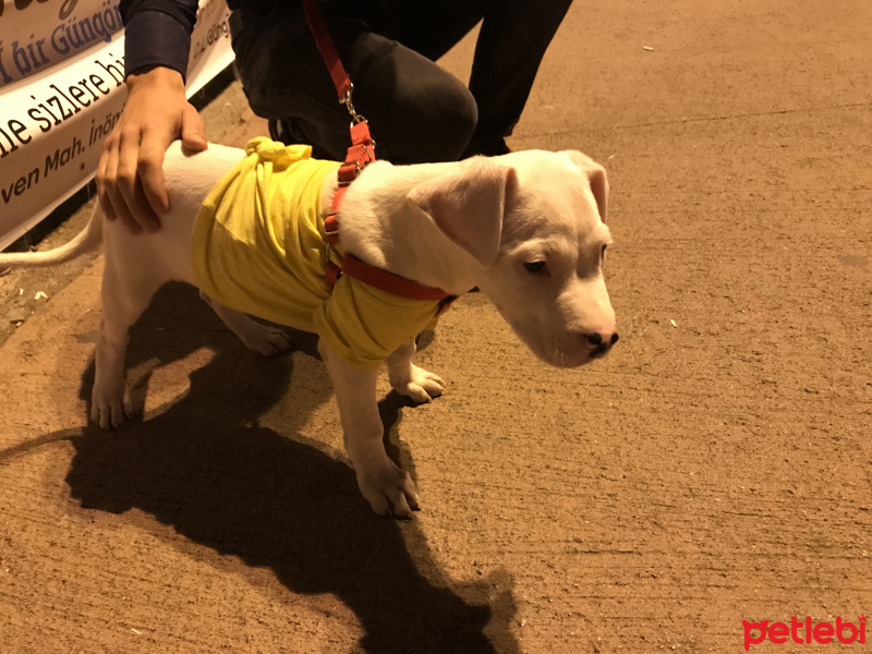 Dogo Arjantin, Köpek  Ares fotoğrafı