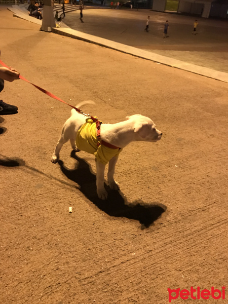 Dogo Arjantin, Köpek  Ares fotoğrafı