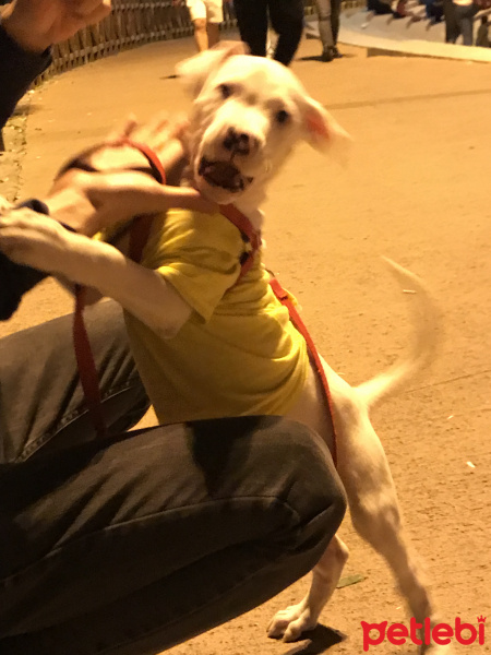Dogo Arjantin, Köpek  Ares fotoğrafı