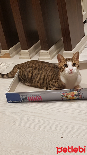 Tekir Kedi, Kedi  Çakıl fotoğrafı