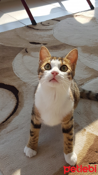 Tekir Kedi, Kedi  Çakıl fotoğrafı