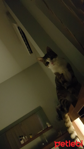 Tekir Kedi, Kedi  Çakıl fotoğrafı