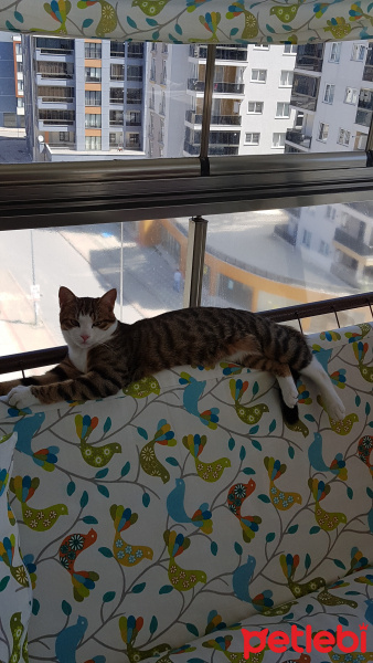 Tekir Kedi, Kedi  Çakıl fotoğrafı