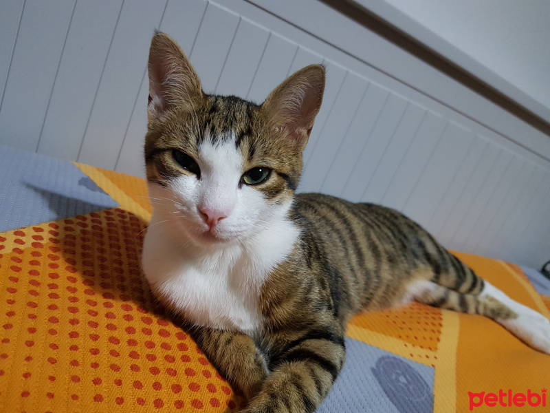 Tekir Kedi, Kedi  Çakıl fotoğrafı
