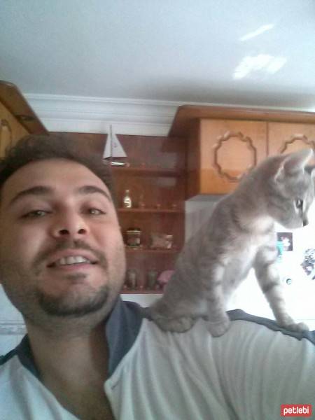 Tekir Kedi, Kedi  Minnoş Çakır fotoğrafı