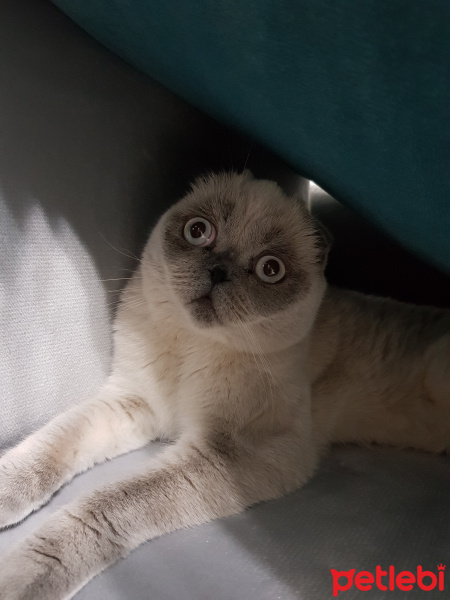 Scottish Fold, Kedi  Fındık fotoğrafı