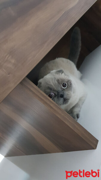 Scottish Fold, Kedi  Fındık fotoğrafı