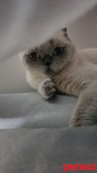 Scottish Fold, Kedi  Fındık fotoğrafı