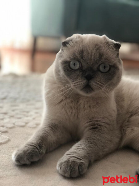 Scottish Fold, Kedi  Fındık fotoğrafı