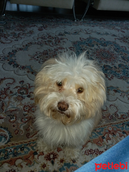 Maltese, Köpek  Kaju fotoğrafı