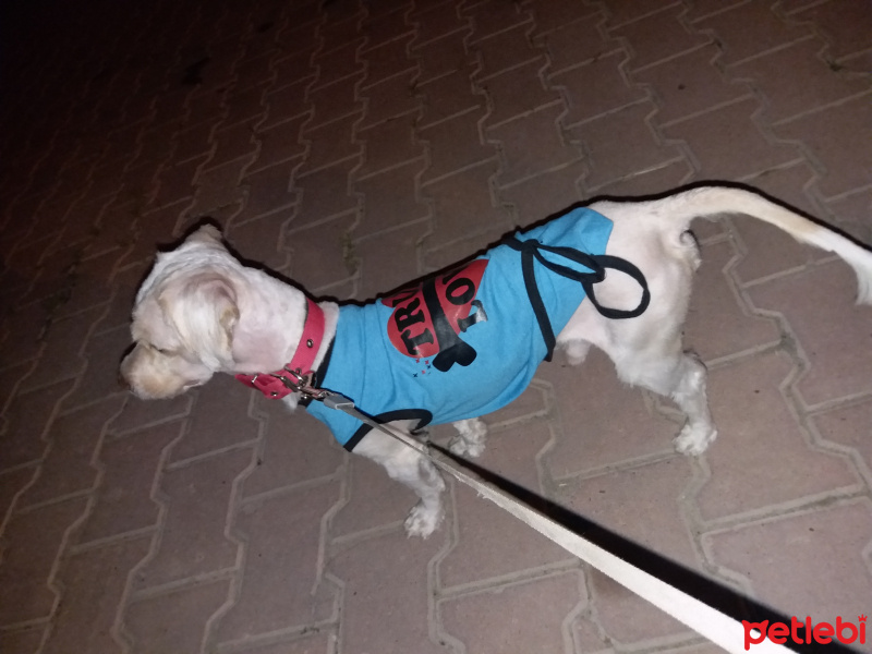 Maltese, Köpek  Kaju fotoğrafı