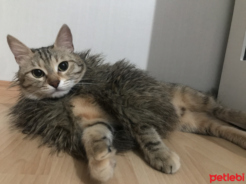 Tekir Kedi, Kedi  Leo fotoğrafı