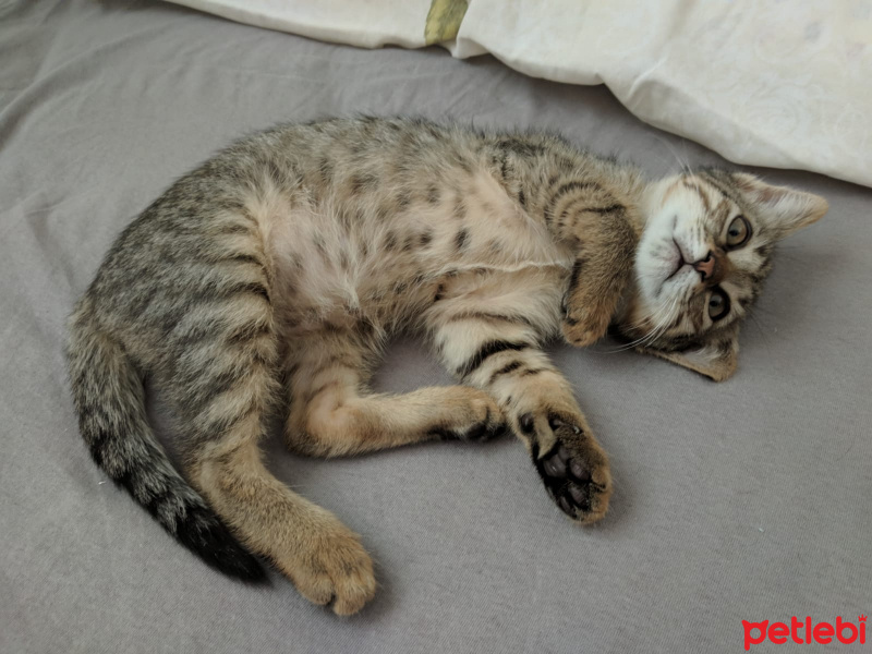 Tekir Kedi, Kedi  lia fotoğrafı