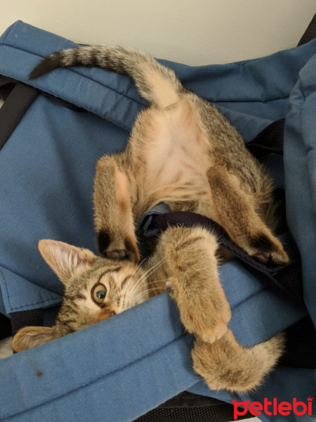 Tekir Kedi, Kedi  lia fotoğrafı