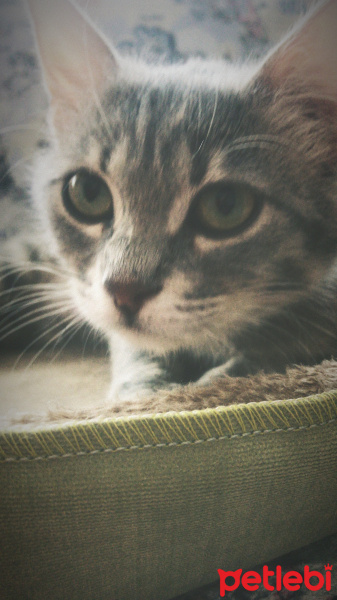 Tekir Kedi, Kedi  Mırmır fotoğrafı