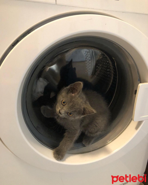 British Shorthair, Kedi  Tekila fotoğrafı
