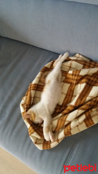 Tekir Kedi, Kedi  çilek fotoğrafı