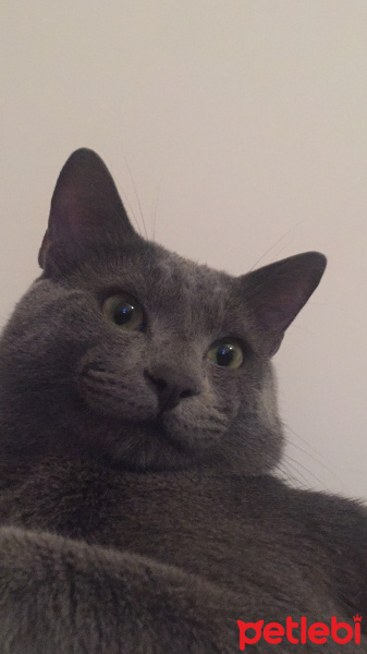 Mavi Rus, Kedi  Boris fotoğrafı
