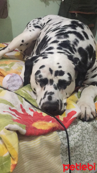 Dalmatian, Köpek  Oscar fotoğrafı