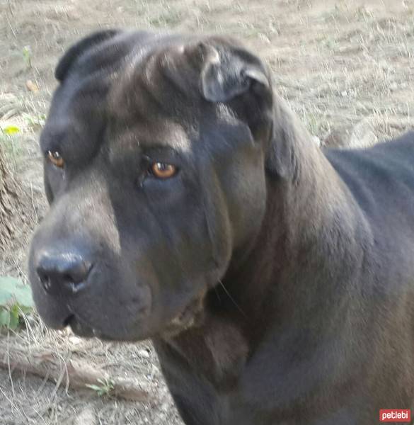 Çin Shar Pei, Köpek  Hercules  fotoğrafı