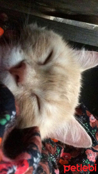 Scottish Fold, Kedi  Gundi fotoğrafı