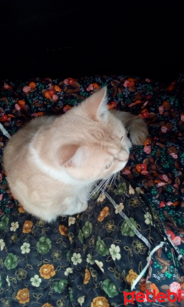 Scottish Fold, Kedi  Gundi fotoğrafı