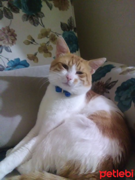 Sarman, Kedi  GOFRET (GOFİ) fotoğrafı