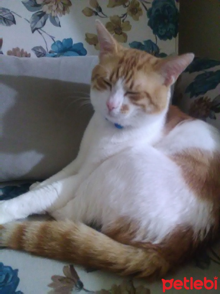 Sarman, Kedi  GOFRET (GOFİ) fotoğrafı