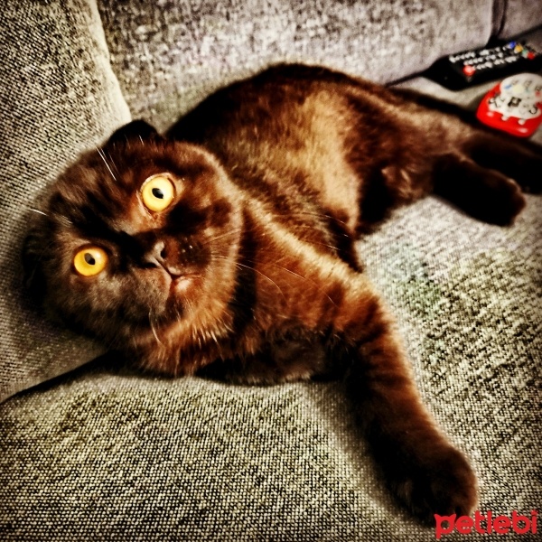 Scottish Fold, Kedi  Zeytin fotoğrafı