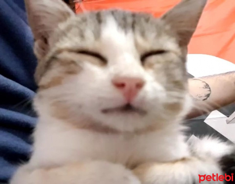 Tekir Kedi, Kedi  Feanor fotoğrafı