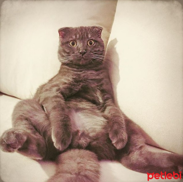Scottish Fold, Kedi  Wallace fotoğrafı