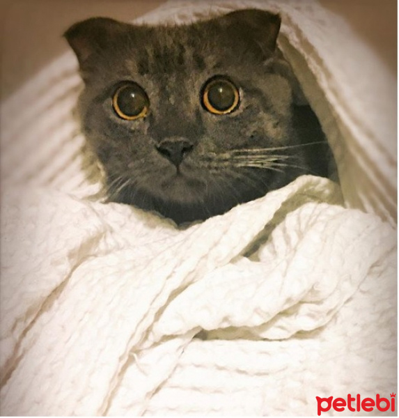 Scottish Fold, Kedi  Wallace fotoğrafı