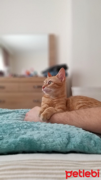 Sarman, Kedi  Bal fotoğrafı