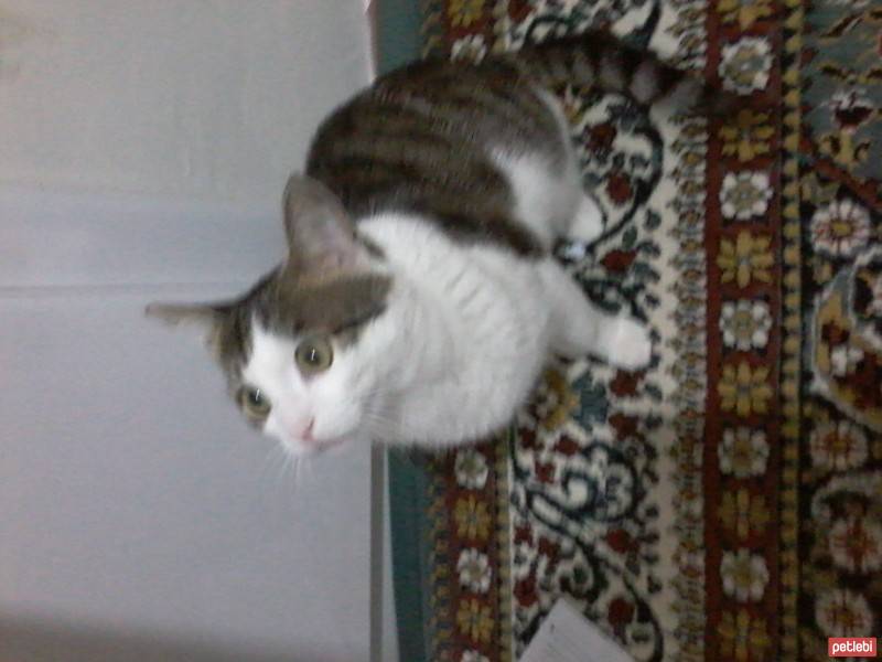 Tekir Kedi, Kedi  Büdü fotoğrafı